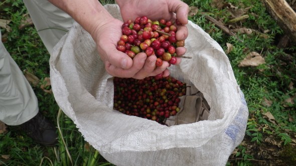 Freshly picked coffee