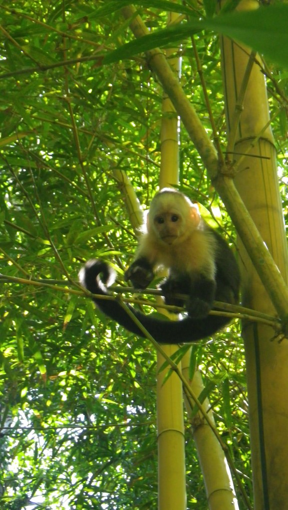Up close with a White-Faced Capuchin
