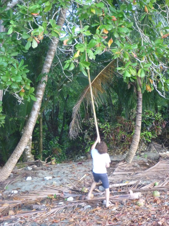 Coconut harvesting like a champ