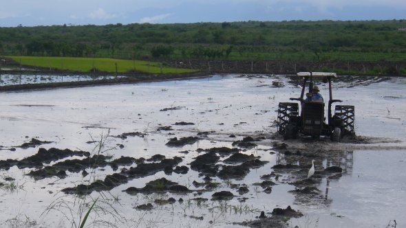 Prepping the rice patties