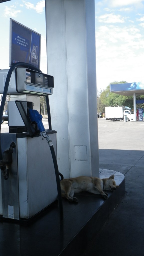 Finding shade wherever they can