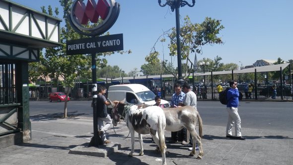 This guy is walking these donkeys around, selling fresh from the utter milk...