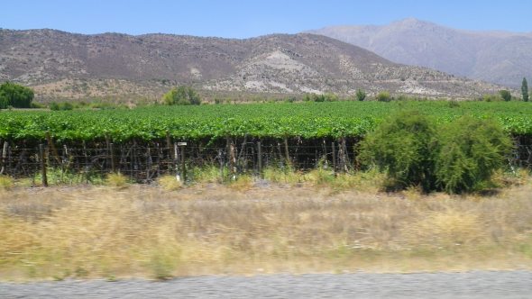 Passing a few Chilean vineyards along the way