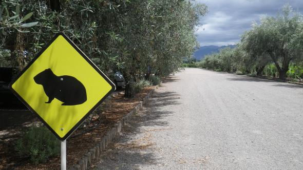 Coy, local Guinea Pig
