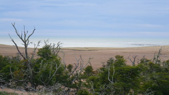 Trees Grommit, Trees!