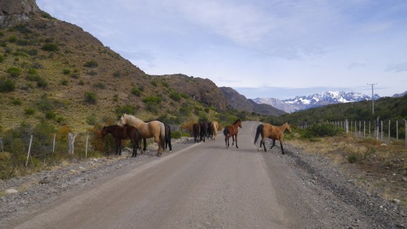 Wild Horses