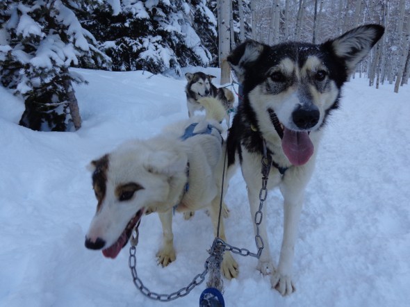 Daddy and Tonka. Brothers. Good at any position. Adorable. Immensely strong.